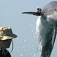 Illustration for article titled Hamas Says It Has Captured An Israeli Spy Dolphin Off The Coast Of Gaza